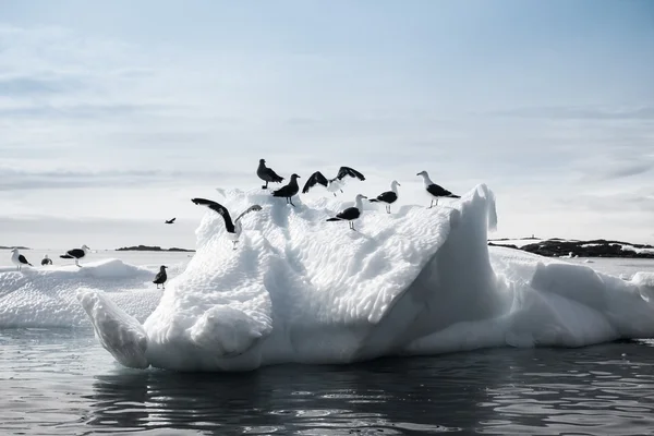 Möwen in der Antarktis — Stockfoto