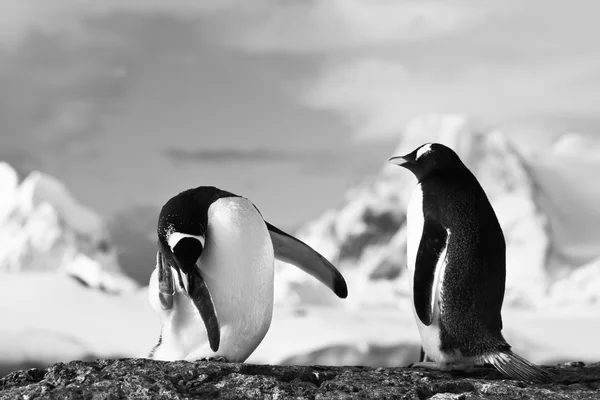 Pinguins em uma rocha — Fotografia de Stock