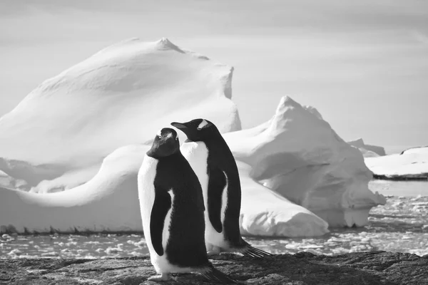 Twee pinguïns dromen — Stockfoto