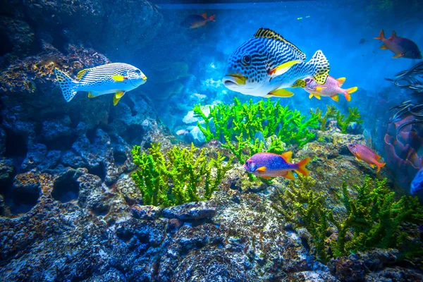 Acuario de Singapur — Foto de Stock