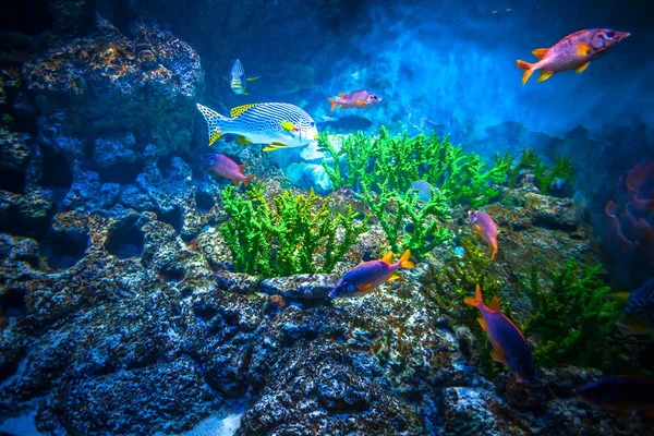 Singapore aquarium — Stockfoto