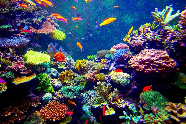 Singapore aquarium — Stockfoto