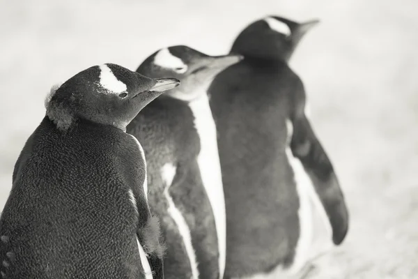 Tři identické tučňáci — Stock fotografie