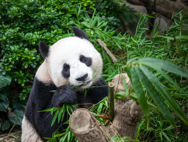 Panda gigante — Foto Stock