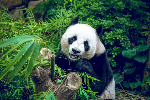 Panda gigante — Fotografia de Stock