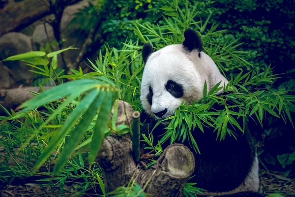 Giant panda — Zdjęcie stockowe