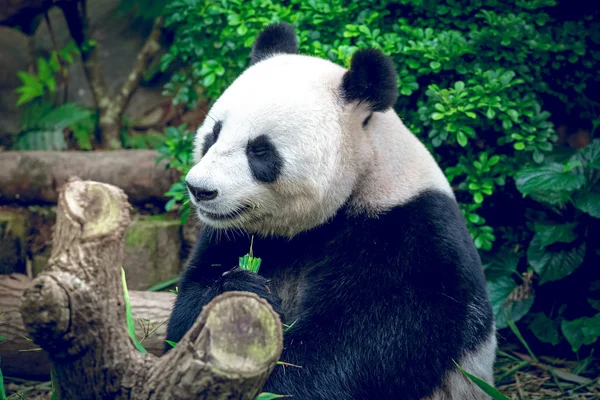 Giant panda — Stock Photo, Image