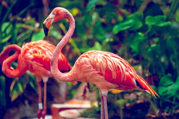 Pink Flamingo — Stock Photo, Image