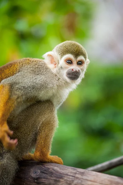 다람쥐 원숭이 — 스톡 사진