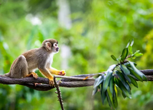 Macaco-esquilo — Fotografia de Stock