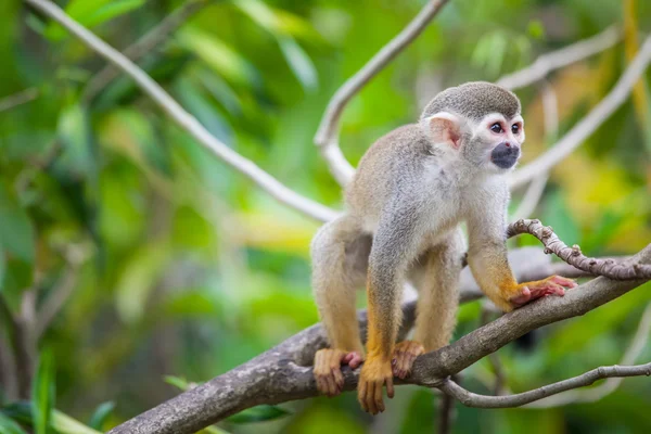 Macaco-esquilo — Fotografia de Stock