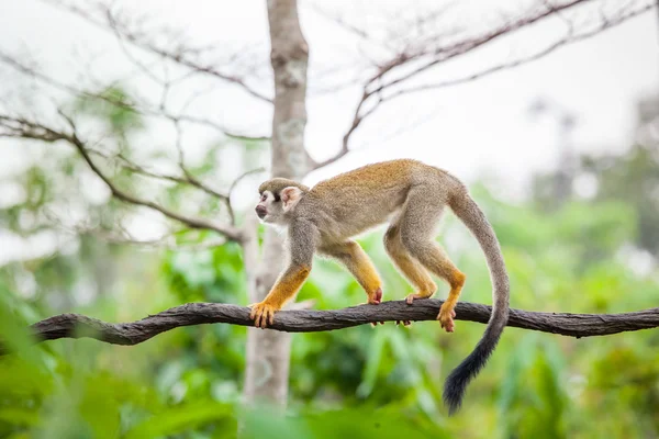 Squirrel monkey — Stock Photo, Image