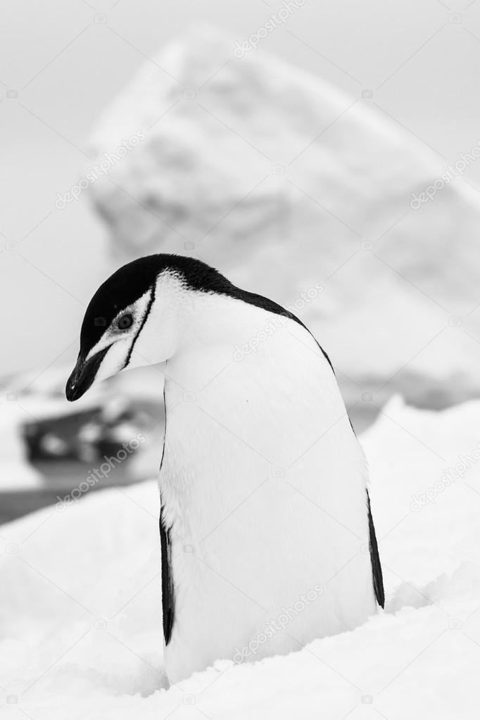 黒と白のペンギン ストック写真 C Goinyk