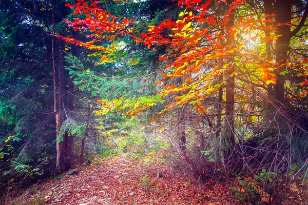 Majestatyczny kolorowy las — Zdjęcie stockowe