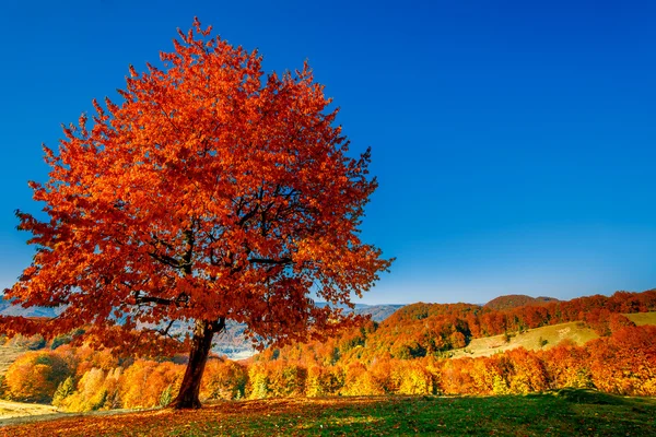 Paesaggio autunnale colorato — Foto Stock