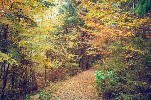 Majestic colorful forest — Stock Photo, Image