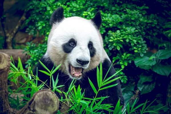 Panda gigante — Fotografia de Stock