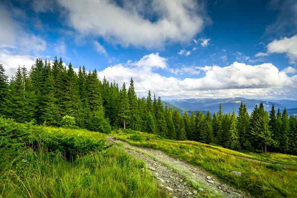 Zomer landschap. — Stockfoto