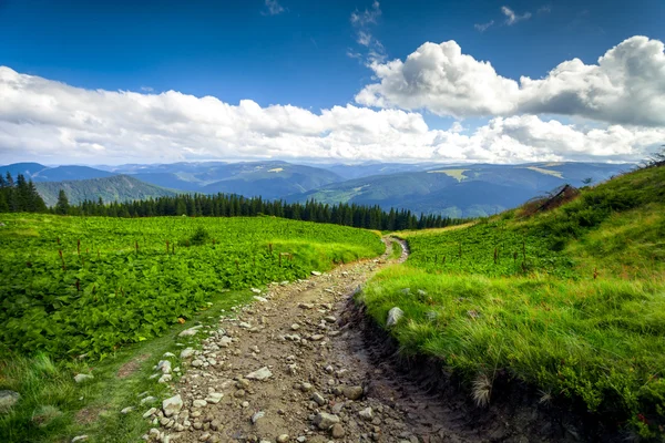 Paisaje verano. — Foto de Stock