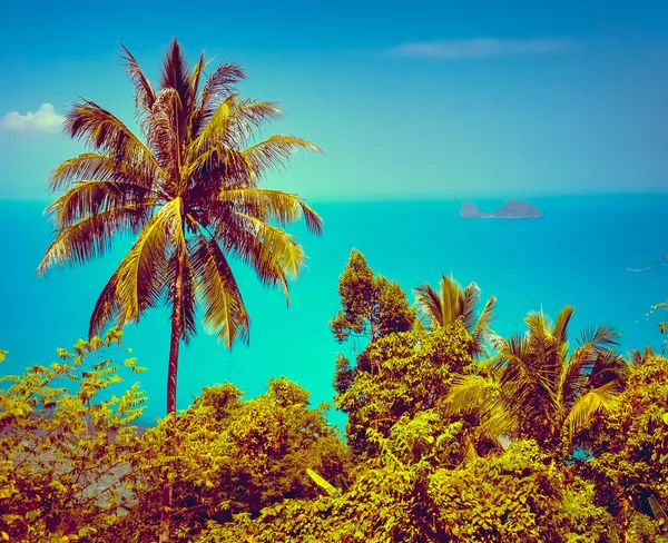 漂亮的热带背景 — 图库照片