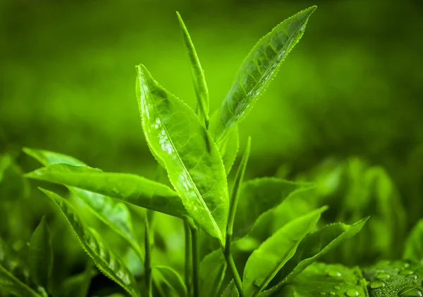 Plantación de té — Foto de Stock