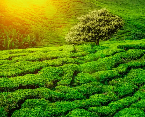 Plantaciones de té puesta de sol — Foto de Stock