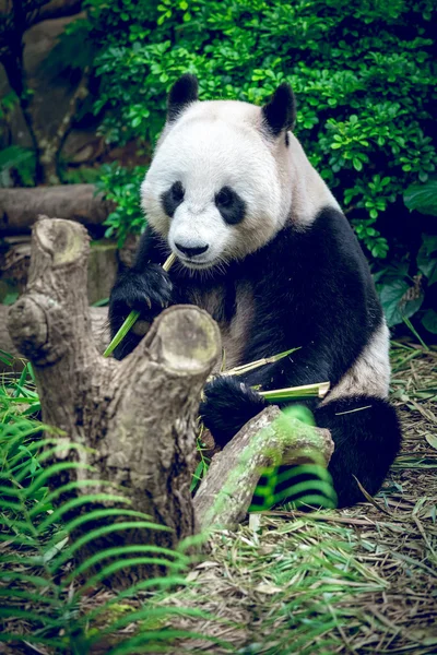 Giant panda — Stock Photo, Image