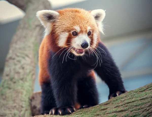 Roter Panda — Stockfoto