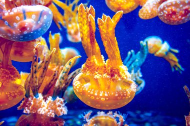 Orange jellyfish clipart