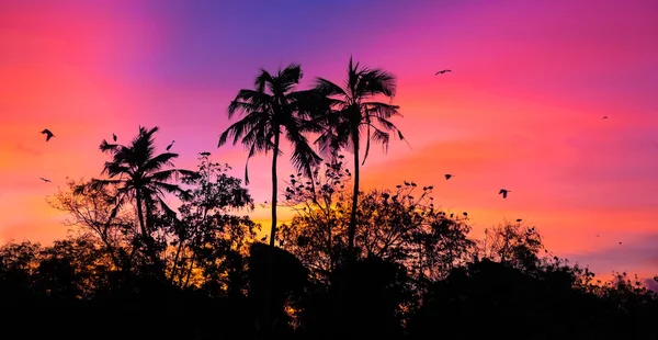 Pôr do sol com pássaros — Fotografia de Stock