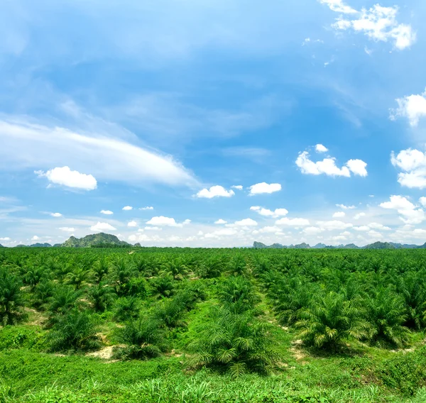 Plantations d'huile de palme — Photo