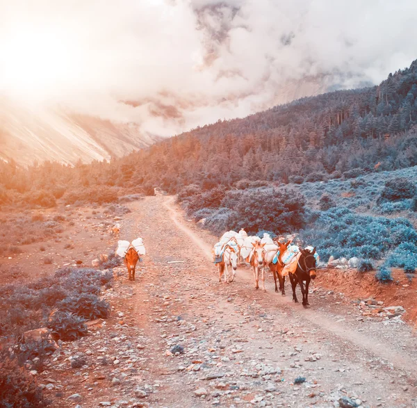 Nepal'de trekking — Stok fotoğraf