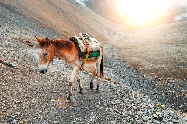 Треккінг у Непалі — стокове фото