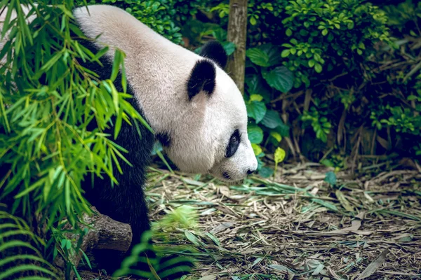 Panda gigante — Foto de Stock