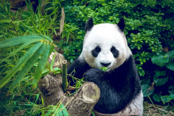 Panda gigante — Fotografia de Stock