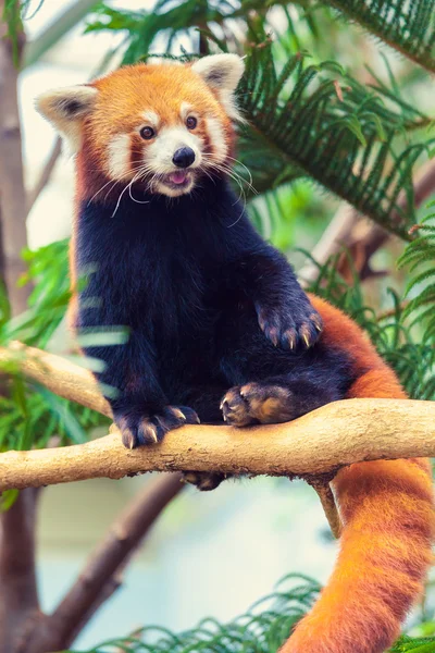 Roter Panda — Stockfoto