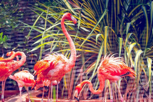 Rosafarbener Flamingo — Stockfoto