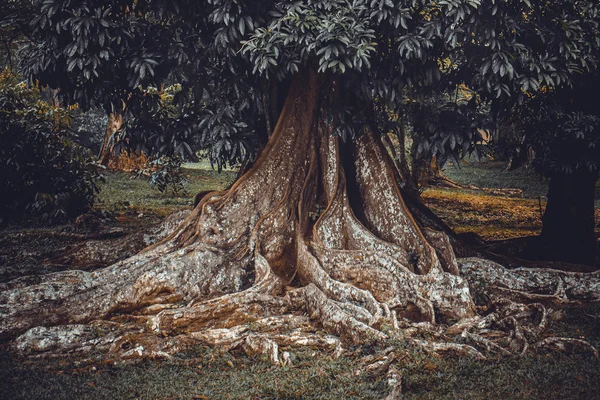 Big tree root — Stock Photo, Image