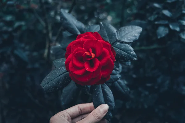 Bahçede kırmızı gül — Stok fotoğraf