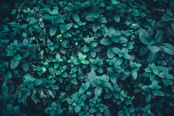 Mint leaf background — Stock Photo, Image