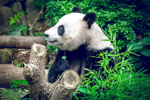 Giant panda — Stock Photo, Image