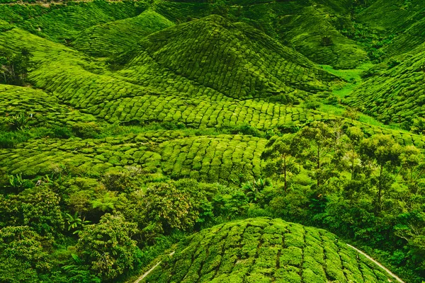 Plantação de chá — Fotografia de Stock