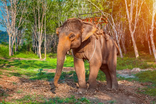 Слон в Таиланде — стоковое фото
