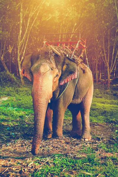 Elefant i thailand — Stockfoto