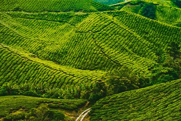 Tea ültetvény — Stock Fotó