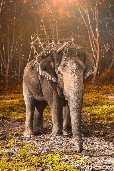 Elefant i thailand — Stockfoto