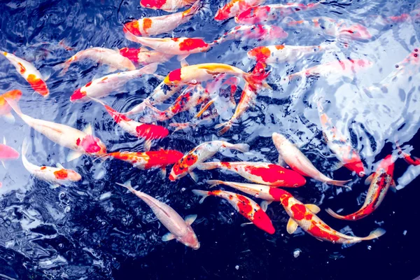 Koi Carp Fishes — Stock Photo, Image