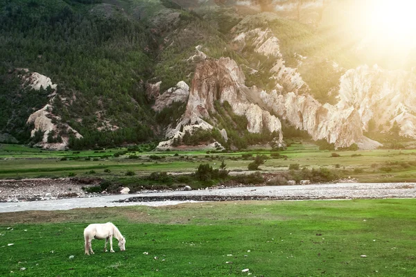 Trekking in Nepal — Stock Fotó