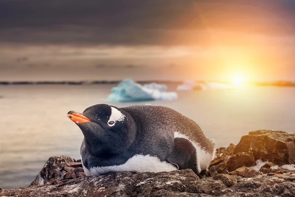 Pinguin in der Antarktis — Stockfoto