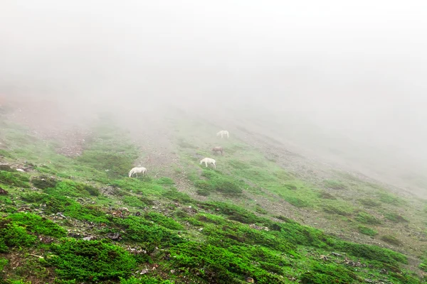 Trekking i nepal — Stockfoto